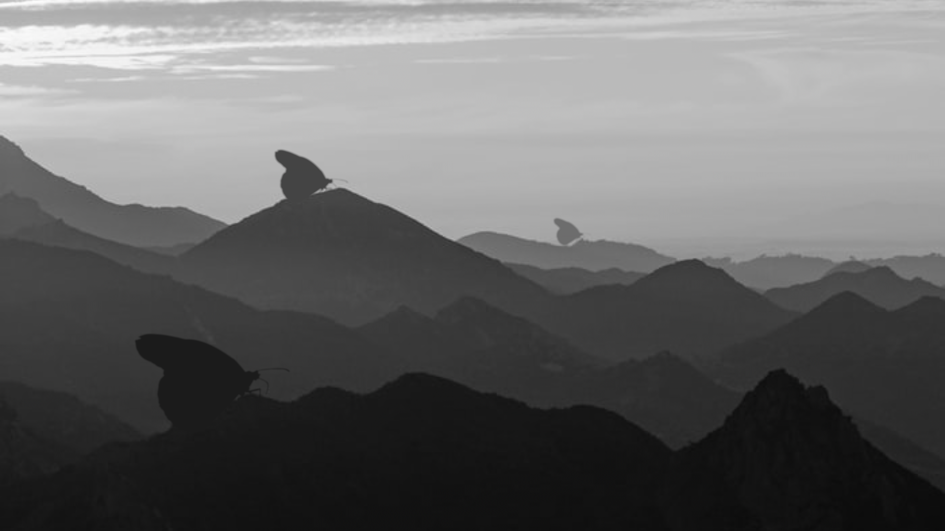 BUTTERFLY VALLEY 작업 이미지 2